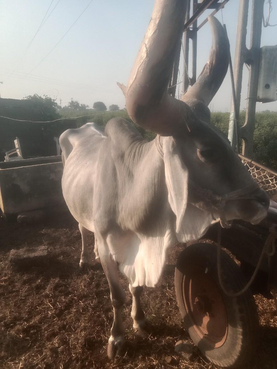 થંબનેલ 3