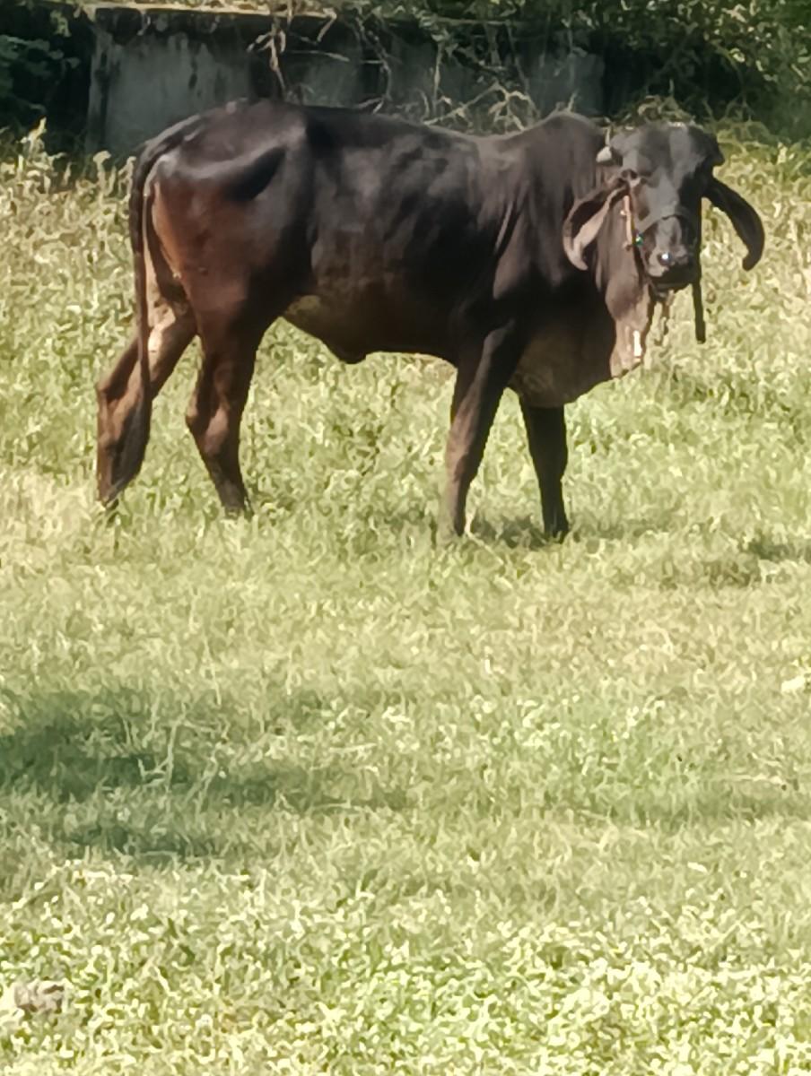 ગિર બ્લેક હોડકી વેચવાની