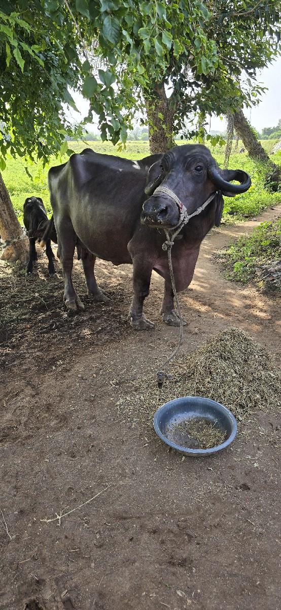 ભેસ વેચવા ની છે