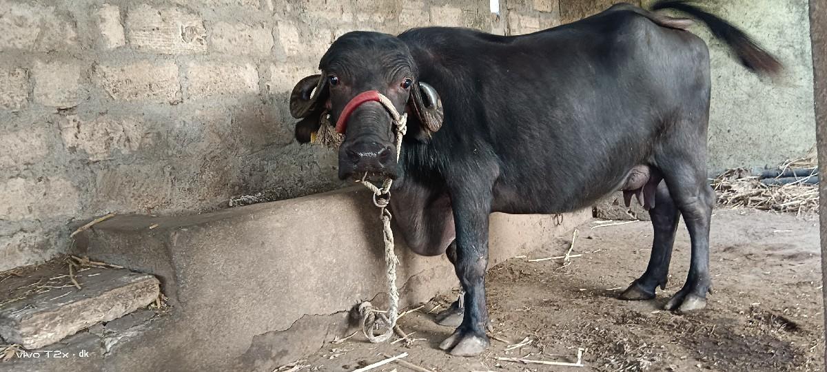 ભેંસ વેચવાની સે