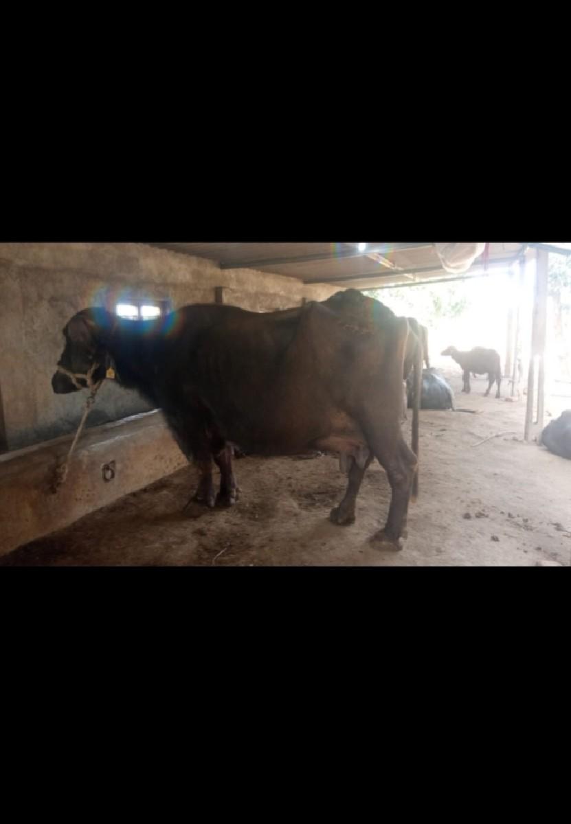 થંબનેલ 2