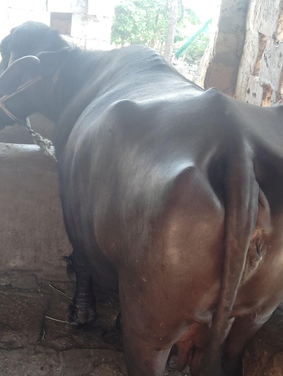 થંબનેલ 3