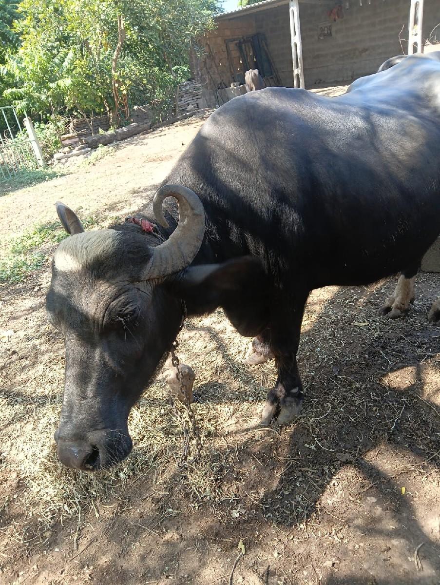 થંબનેલ 3