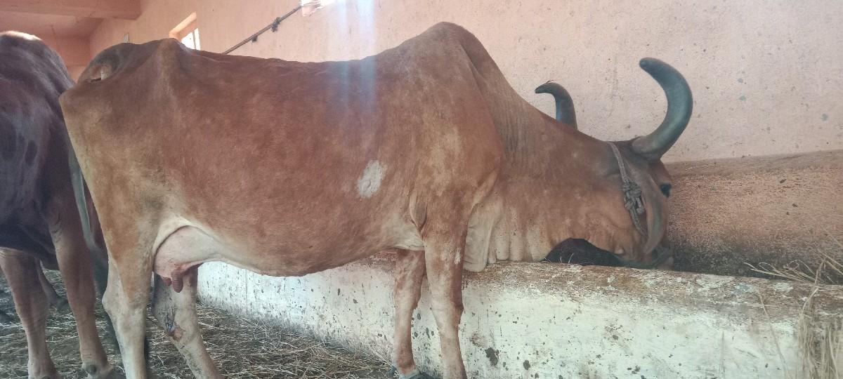 થંબનેલ 2