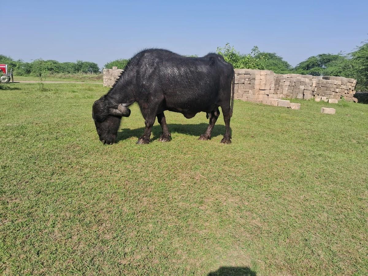 થંબનેલ 5