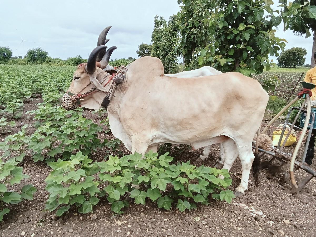 બળદ વેચવાના છે
