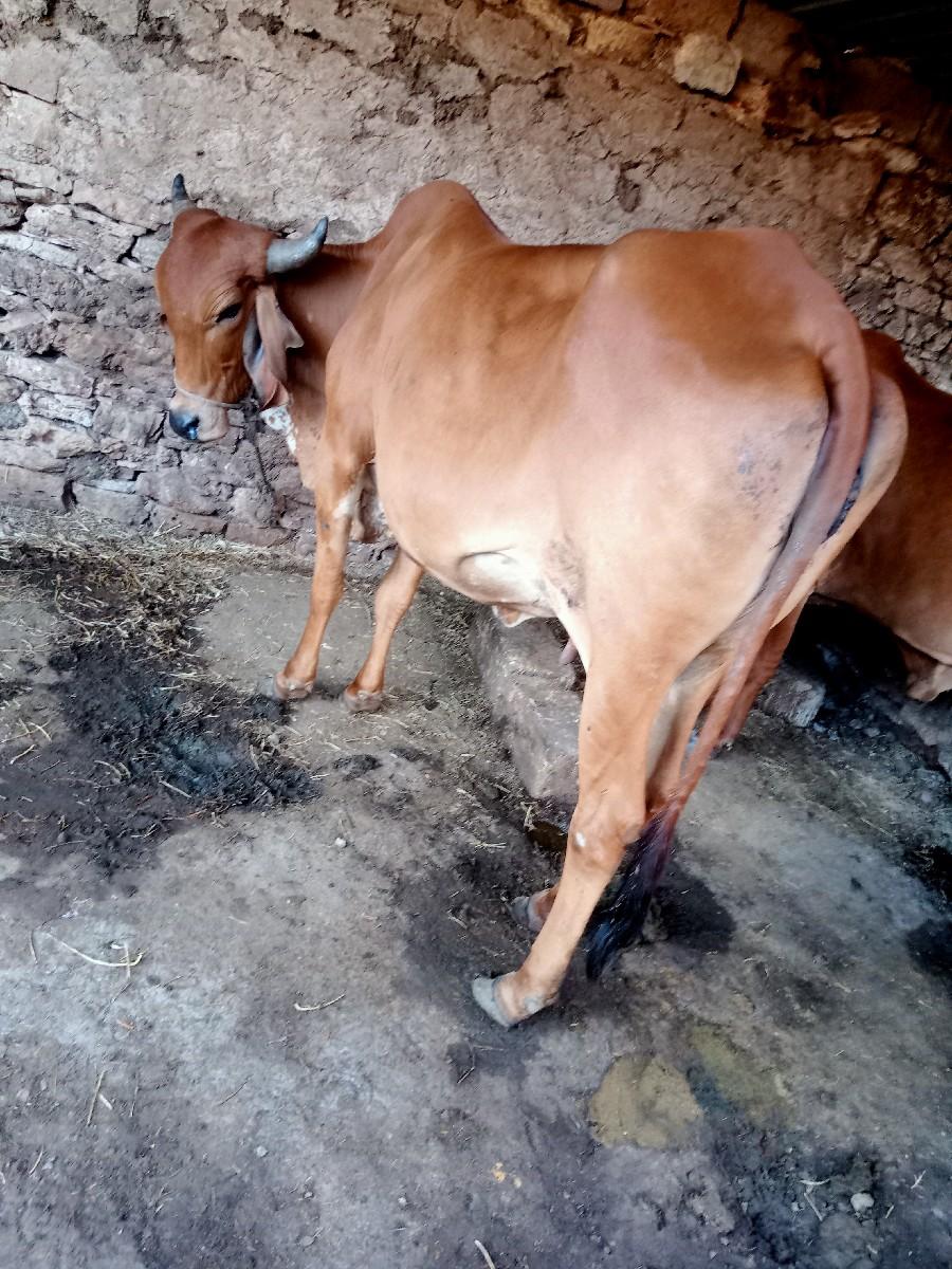 થંબનેલ 2