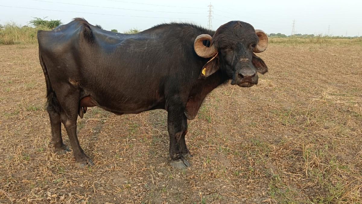 આ જાફરાબાદી ભેંસ વેચવાની છે
