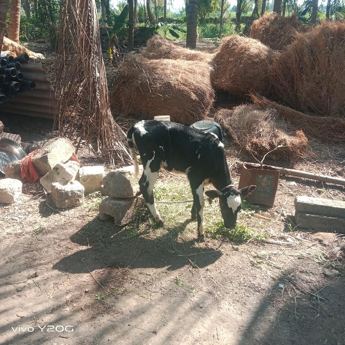 થંબનેલ 3