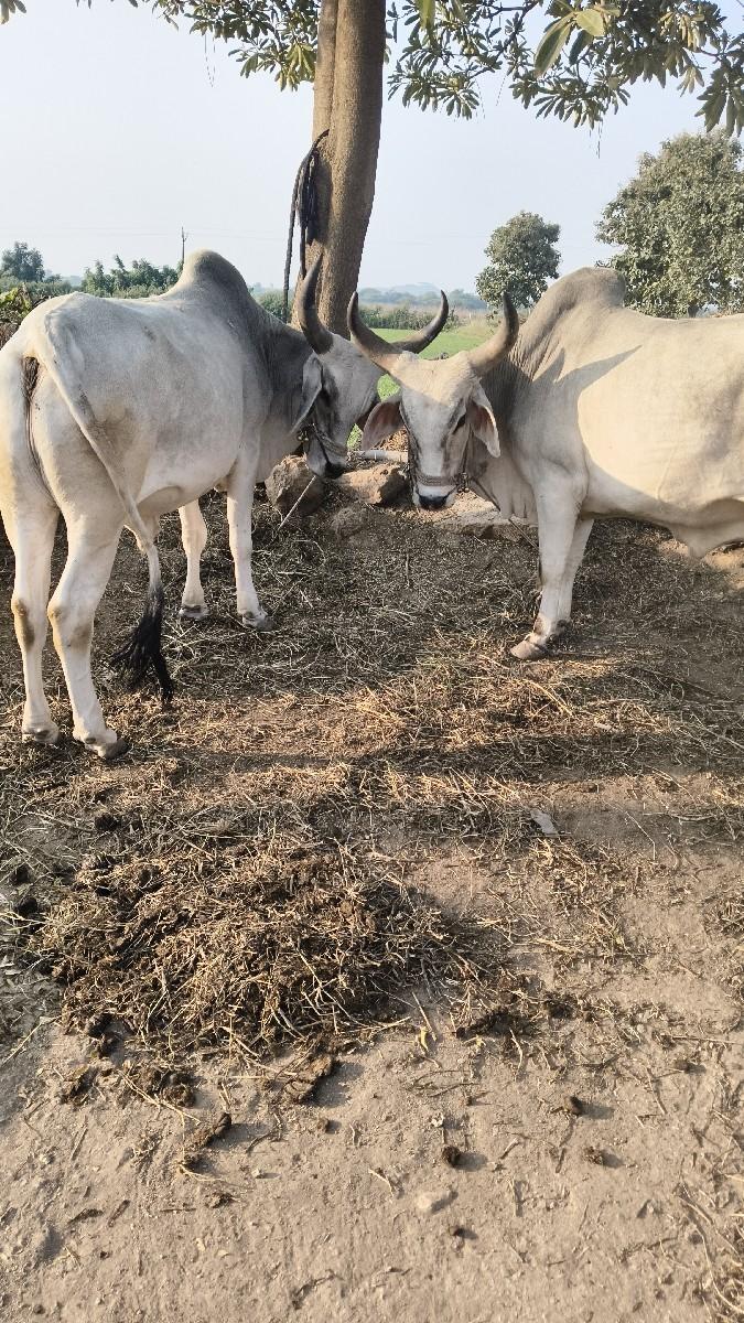 થંબનેલ 2