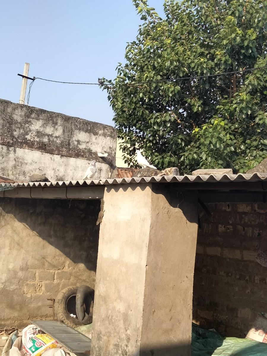 થંબનેલ 3