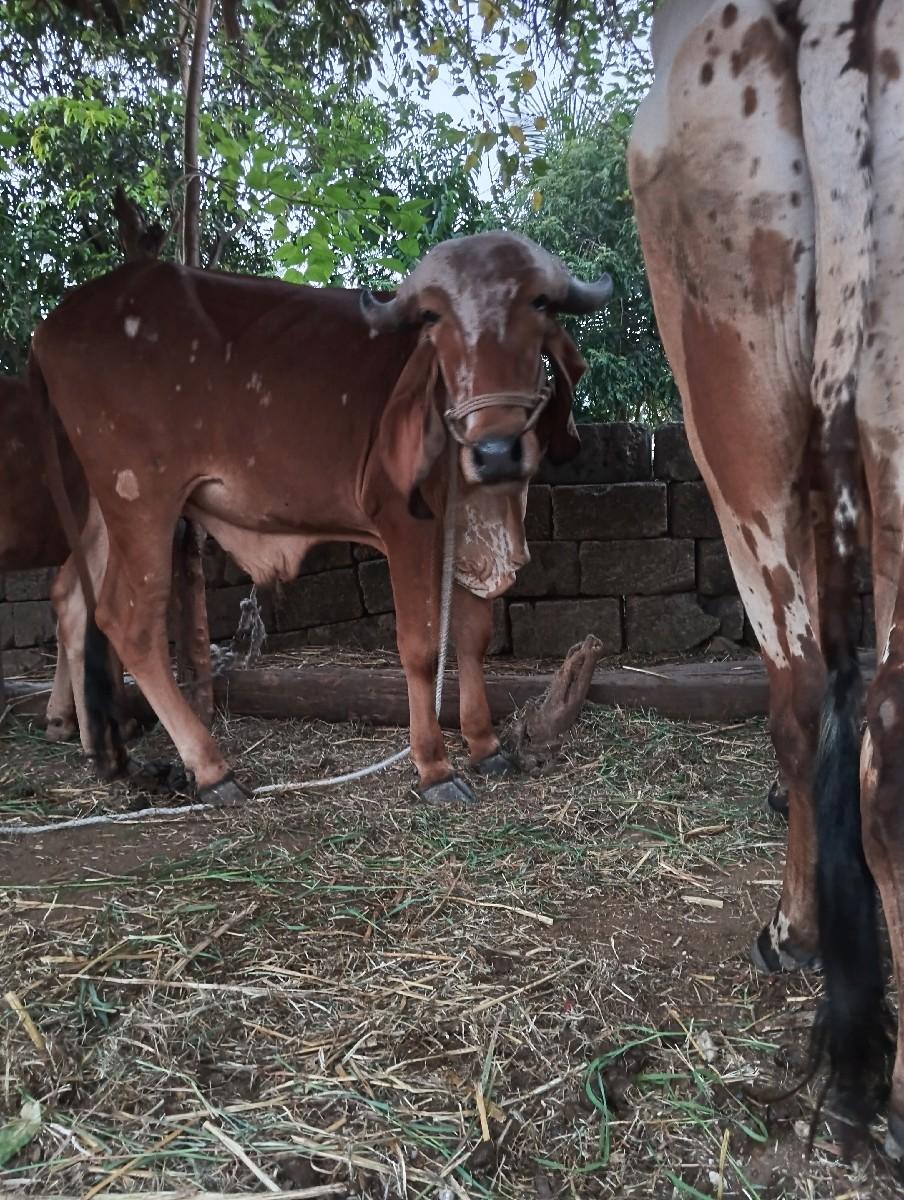 થંબનેલ 3