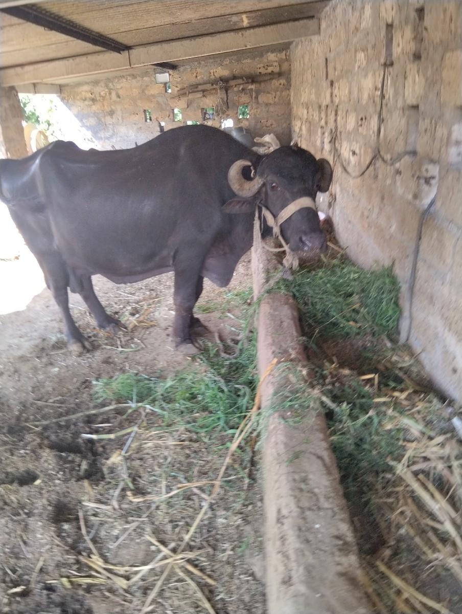 થંબનેલ 3