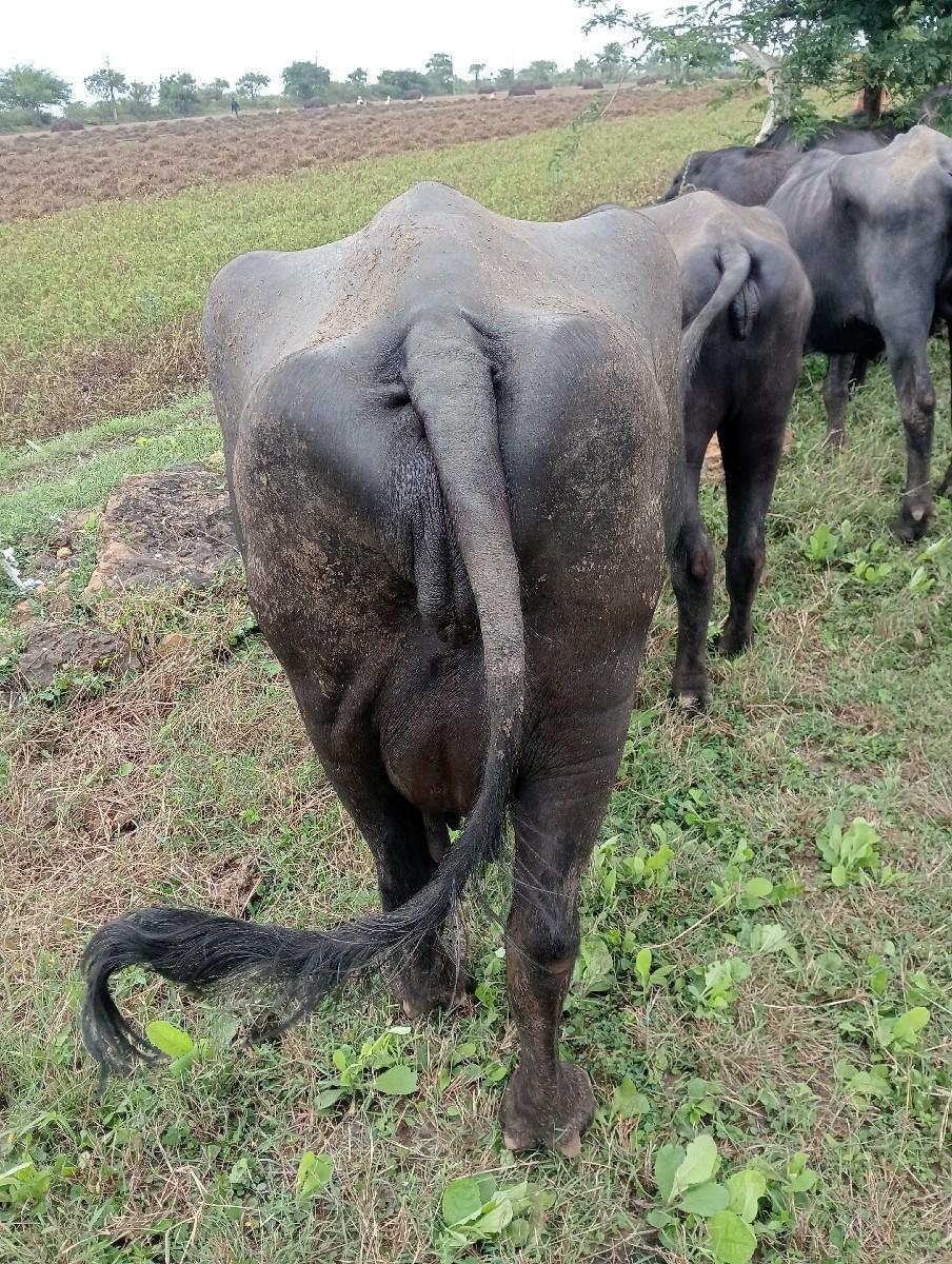 થંબનેલ 2