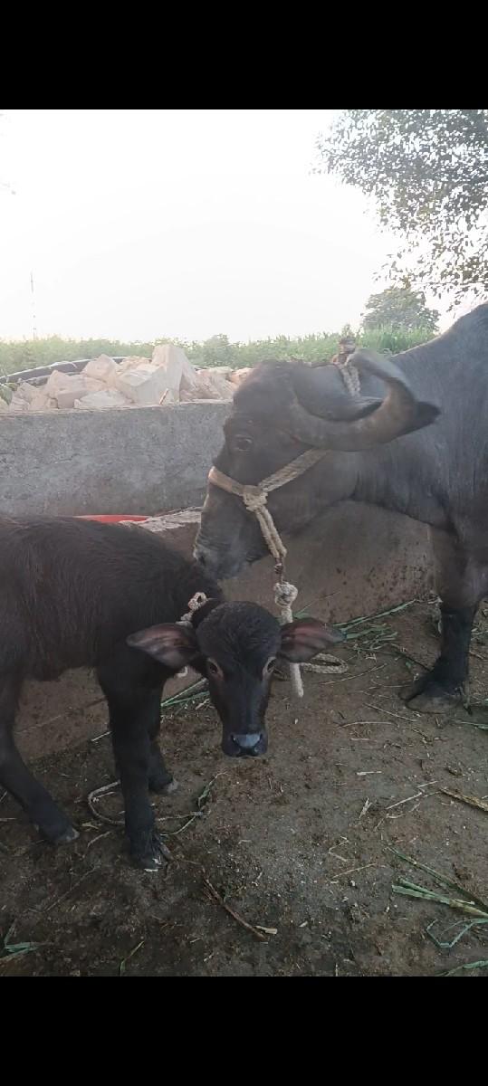 થંબનેલ 2