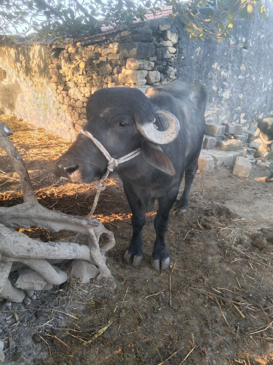 થંબનેલ 3