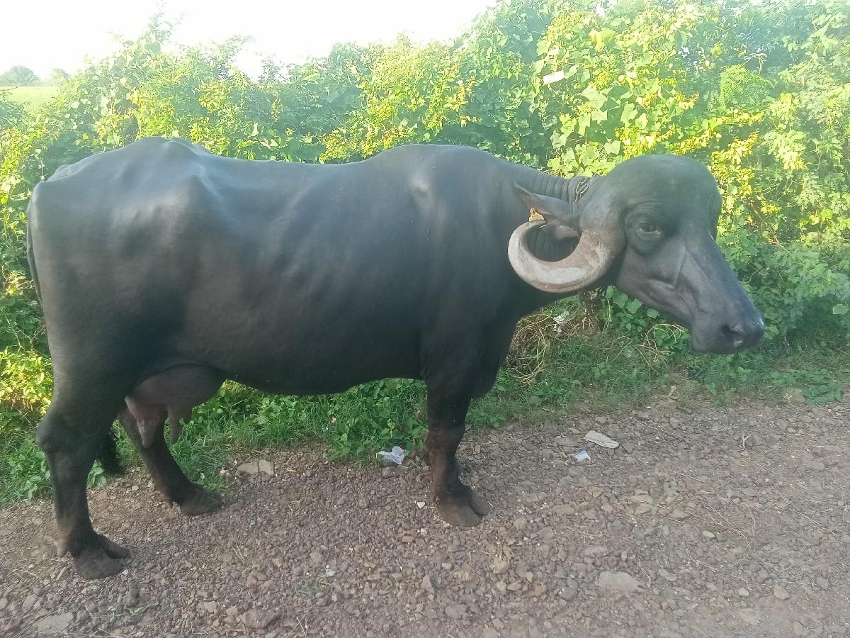 ભેંશ વેચવાની છે