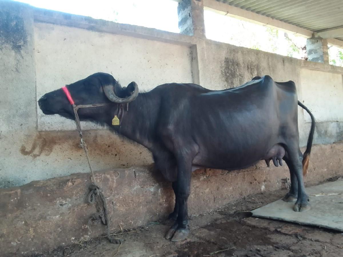 થંબનેલ 2