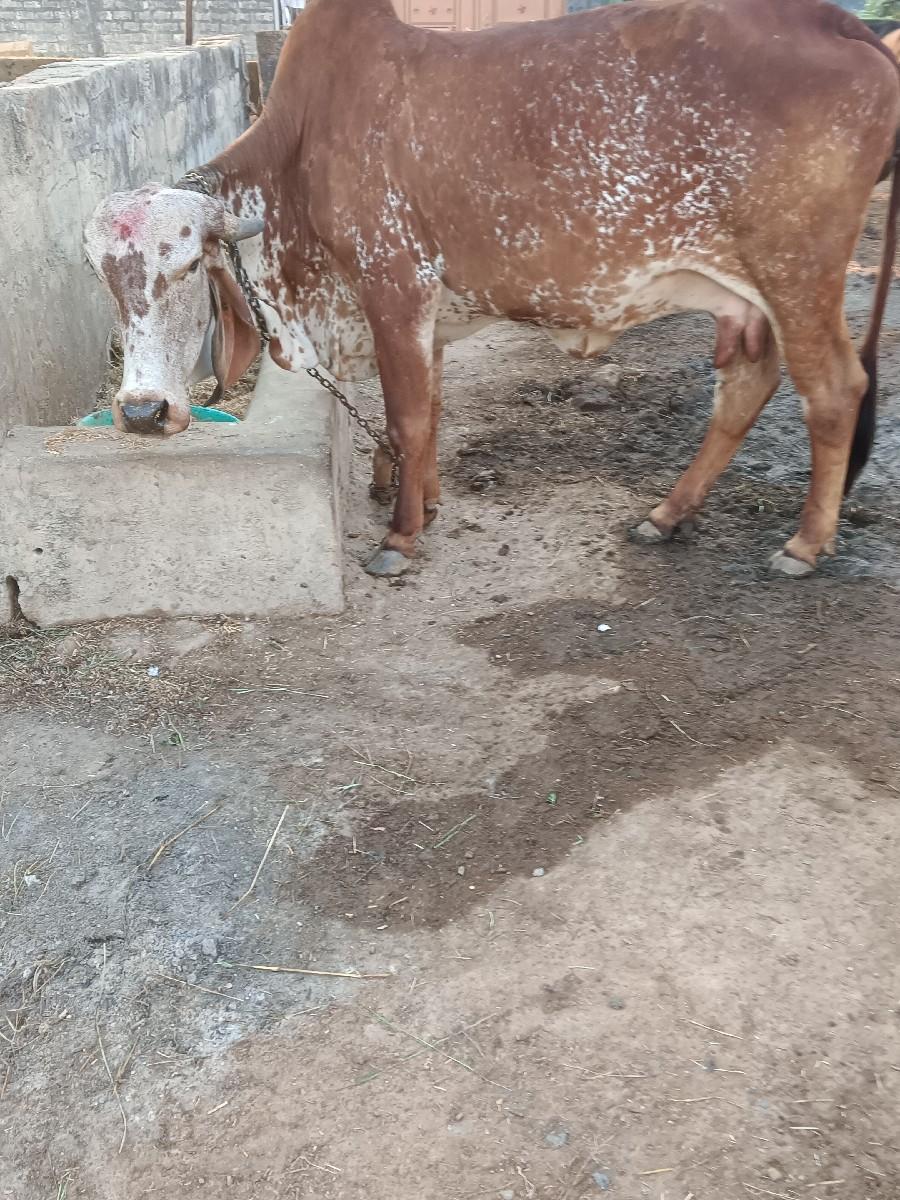 બે ગાય વેચવાની છે