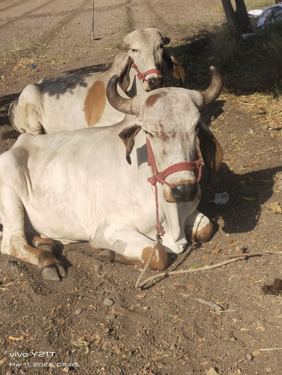 થંબનેલ 3