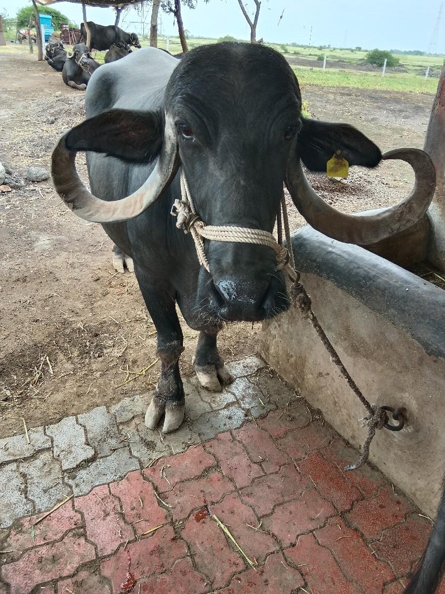 થંબનેલ 3