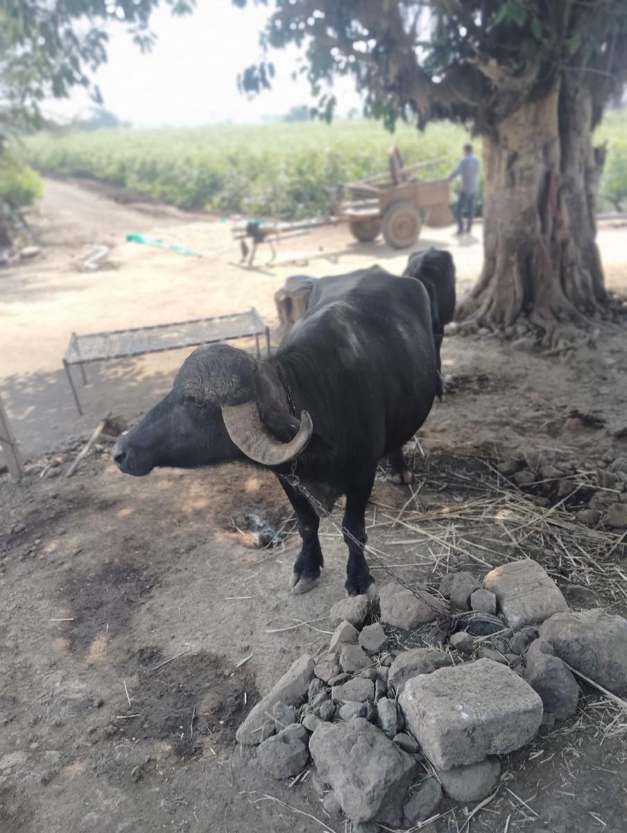 થંબનેલ 3