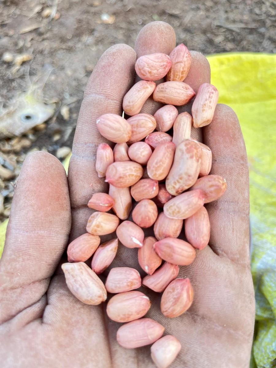 39 નંબર માંડવી