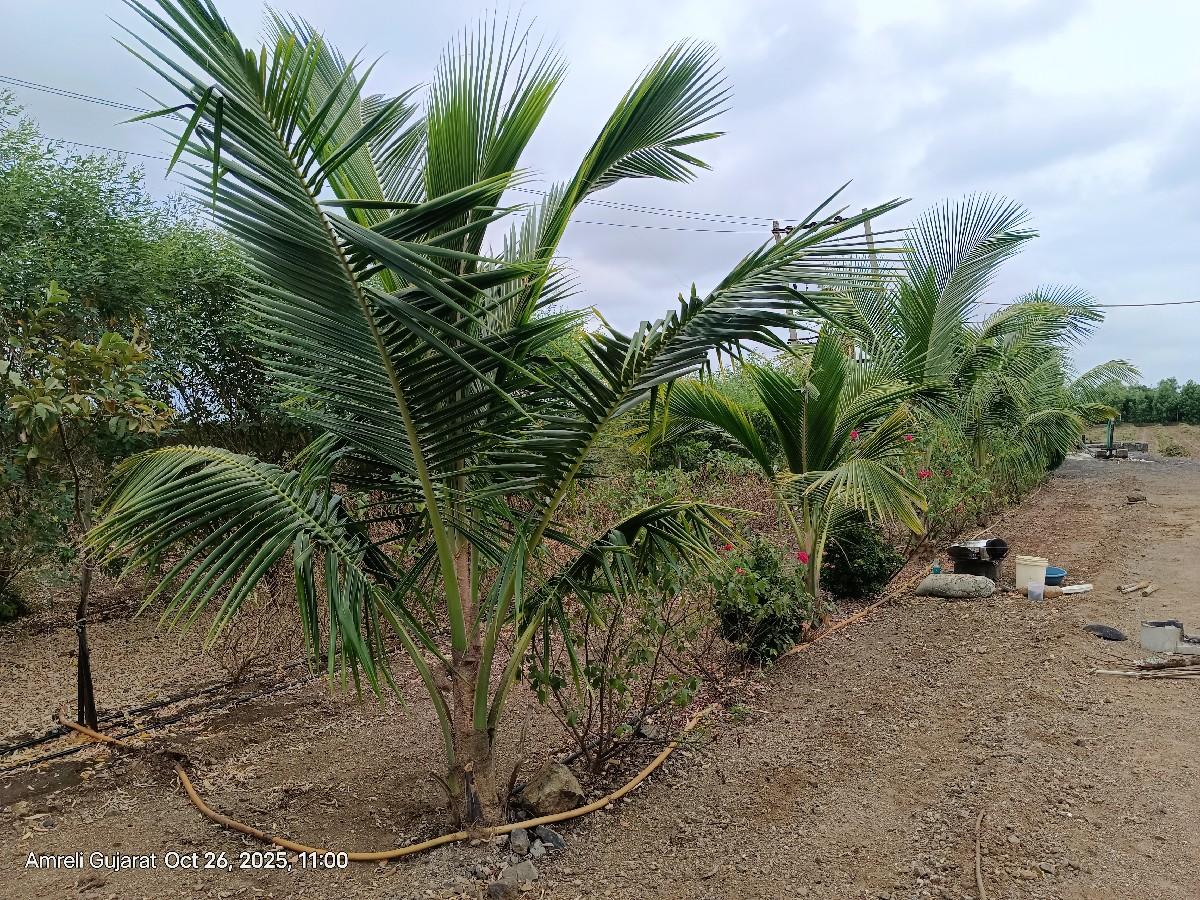 થંબનેલ 2