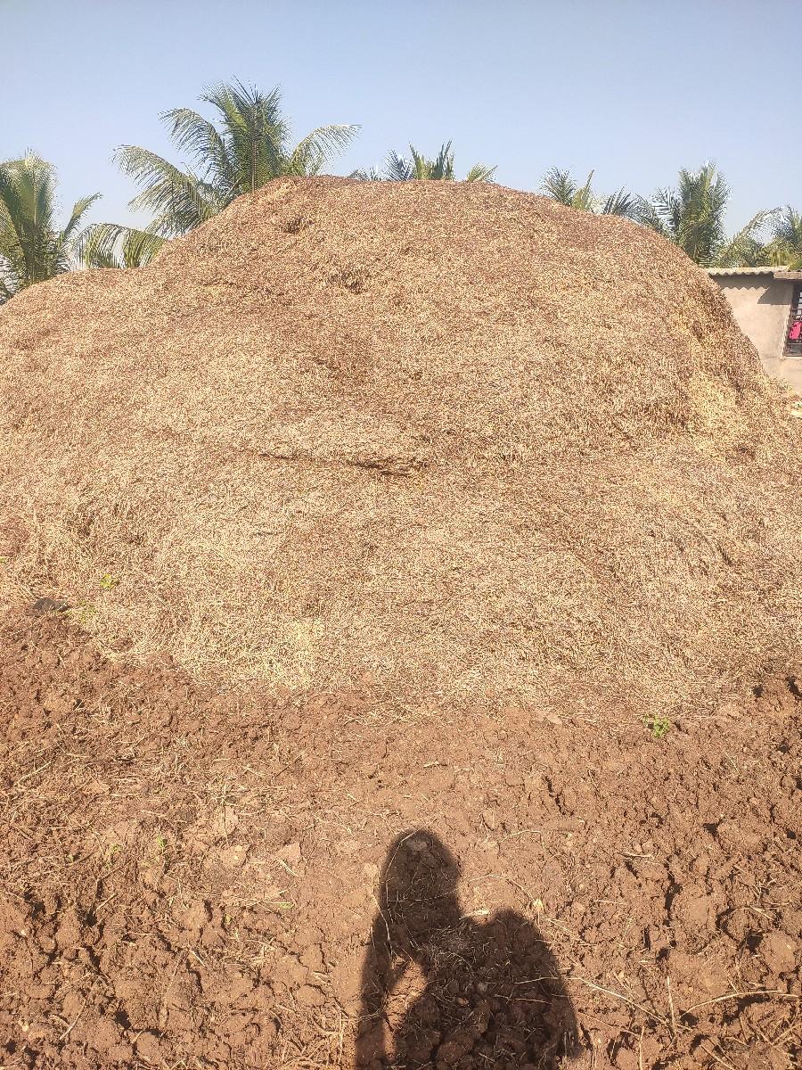 માંડવી નો પાલો