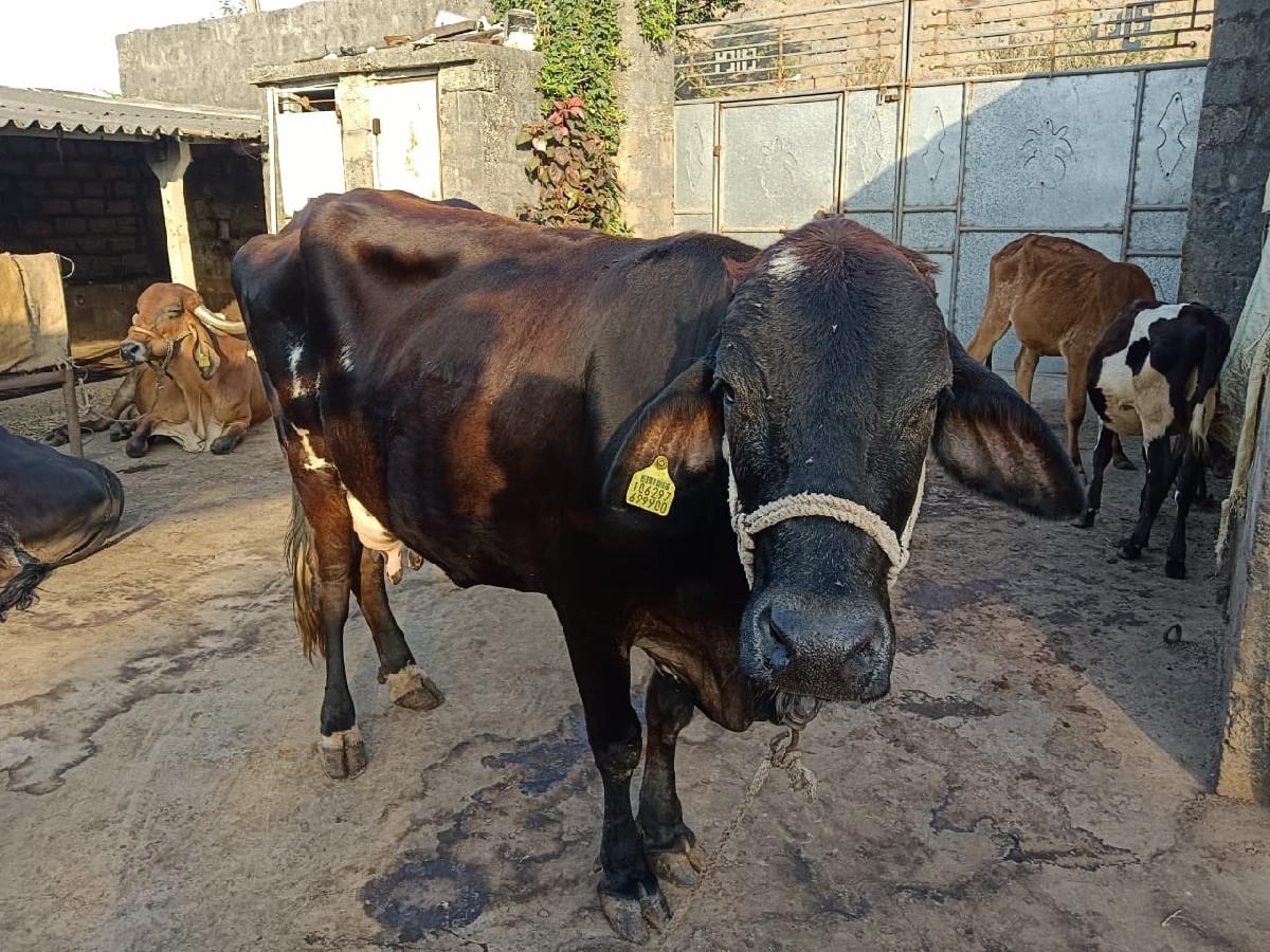 થંબનેલ 3