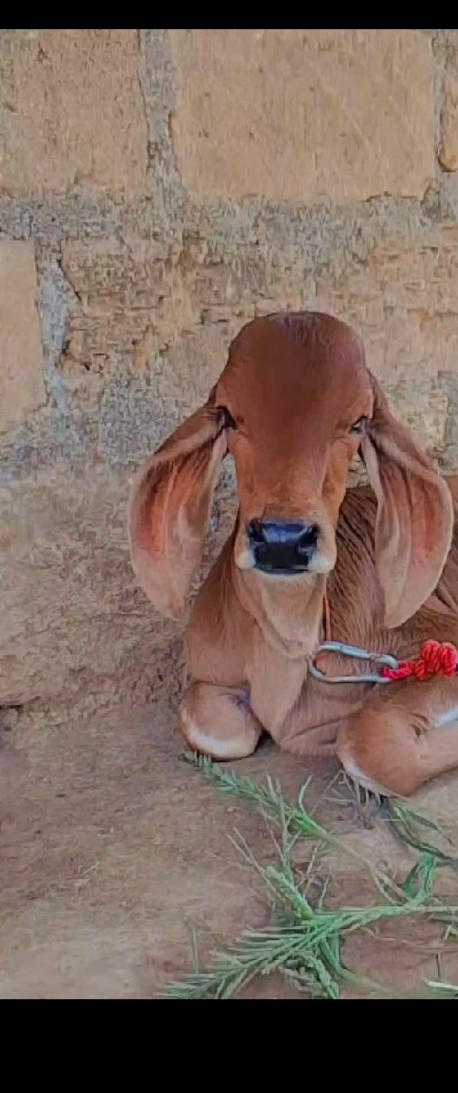 સાવસોઝિ