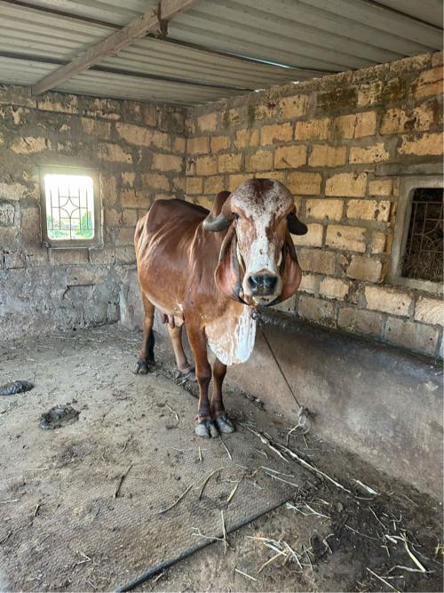 થંબનેલ 2