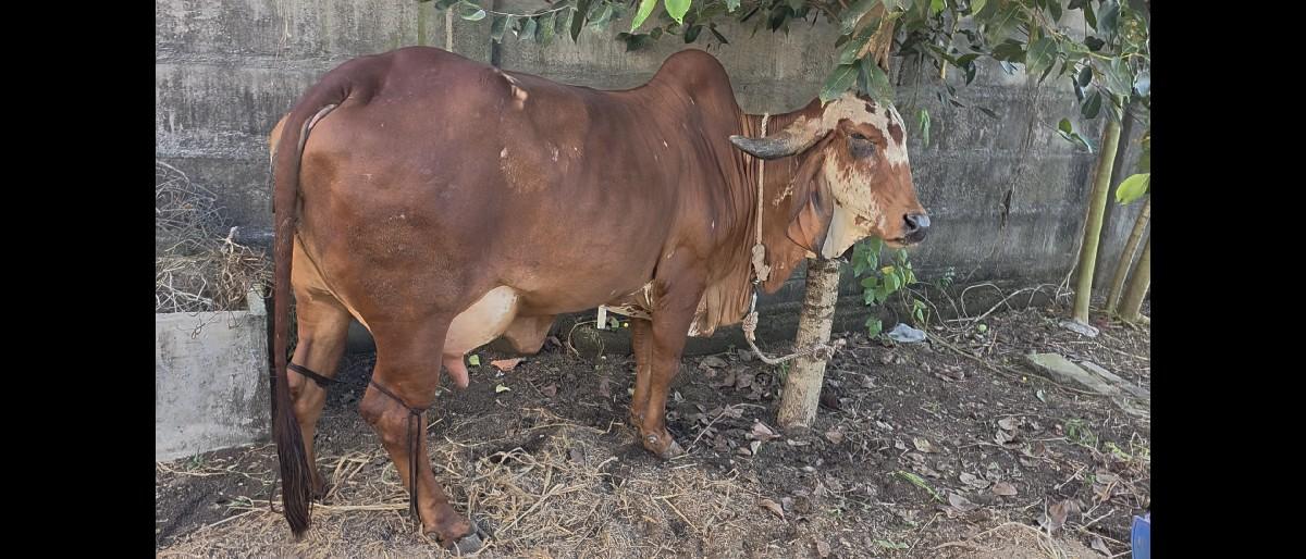 થંબનેલ 3