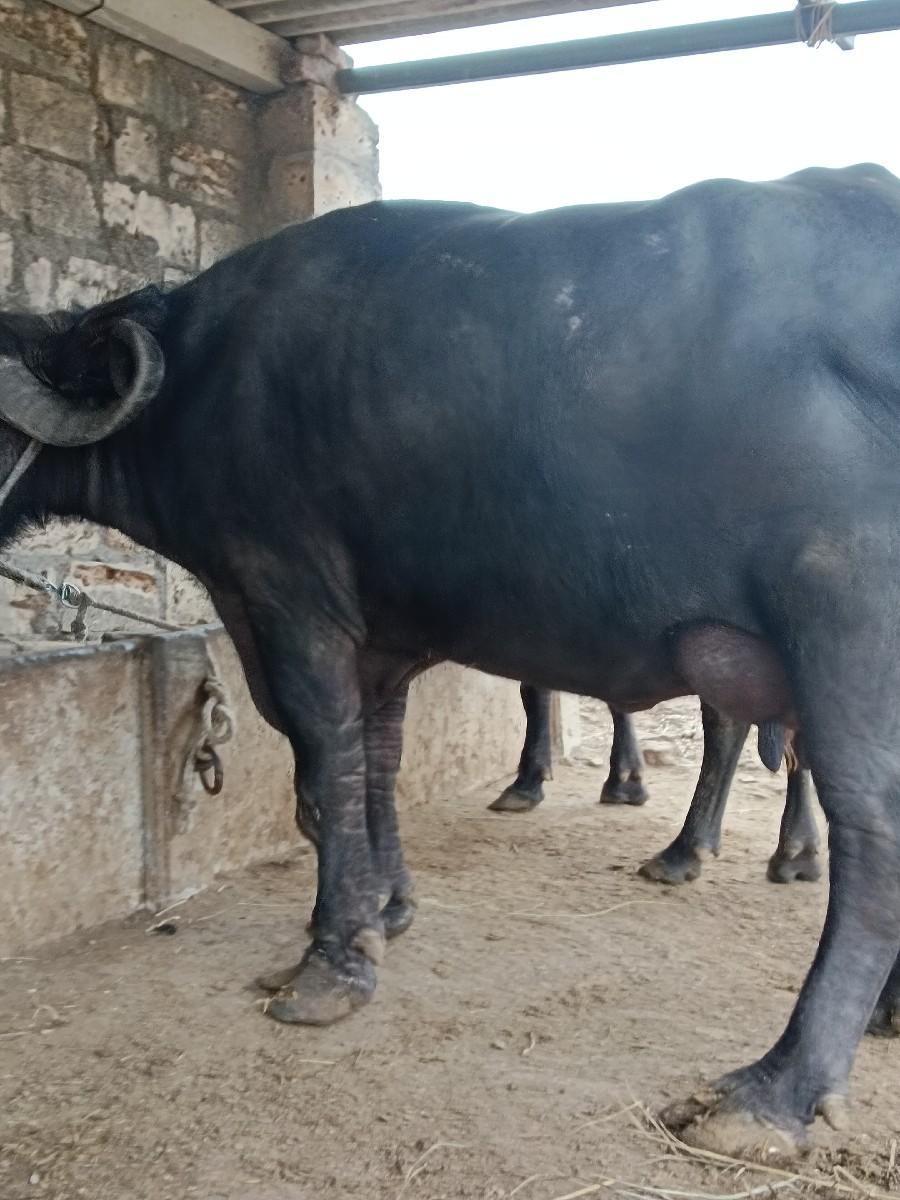 થંબનેલ 3