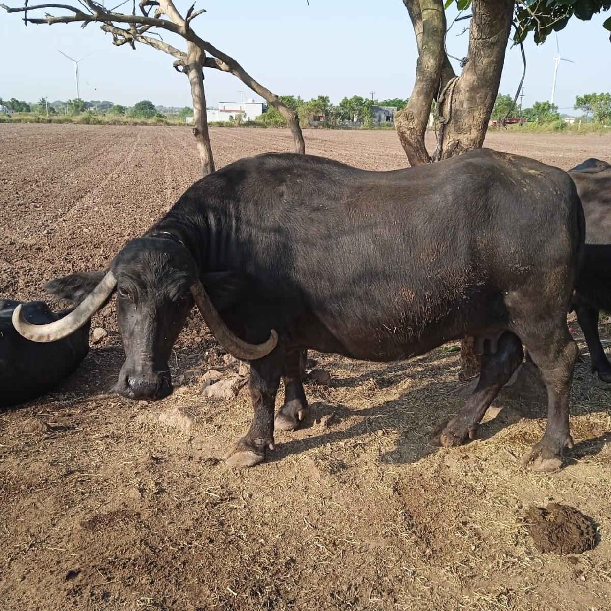 થંબનેલ 2