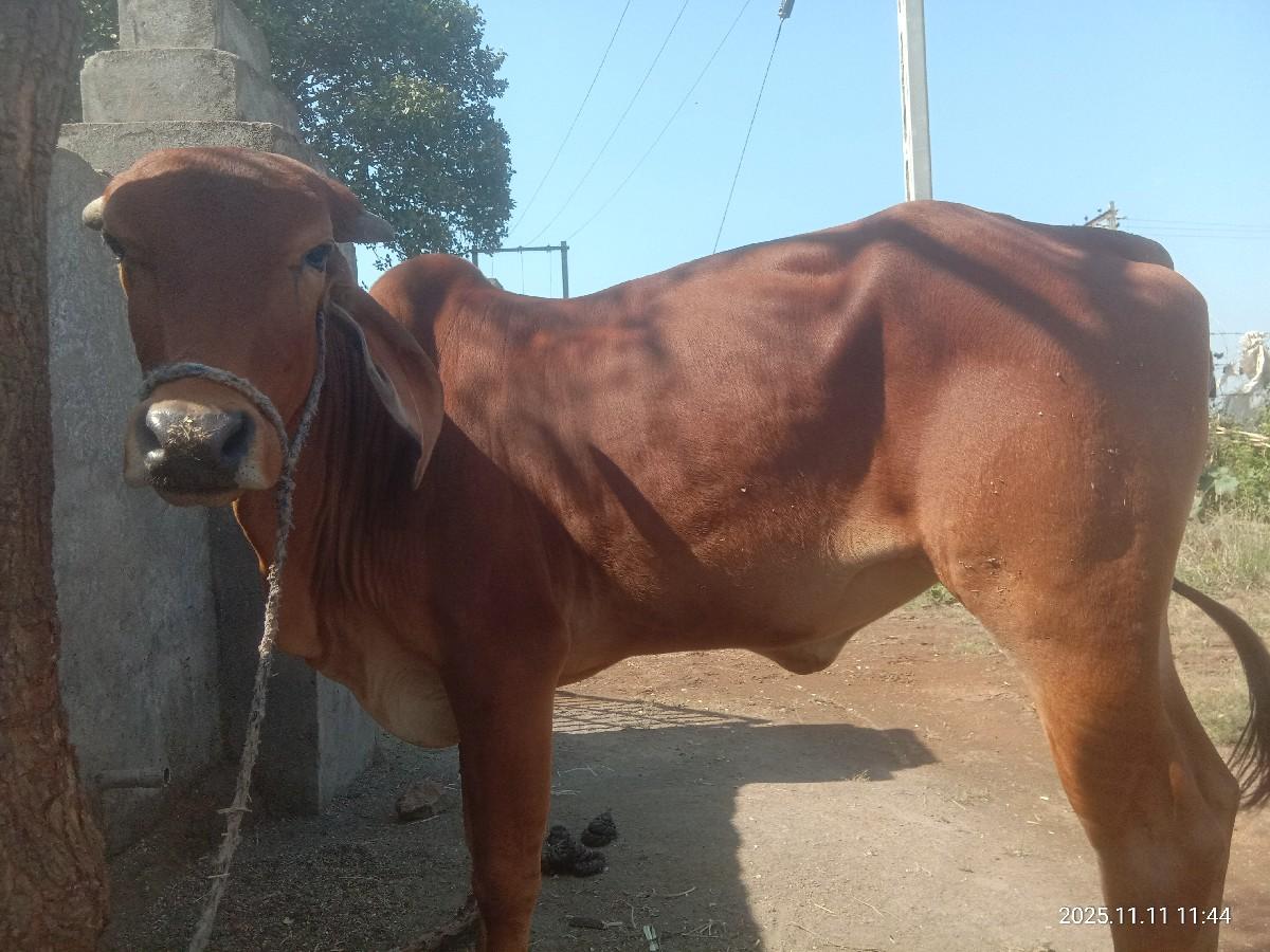 થંબનેલ 2