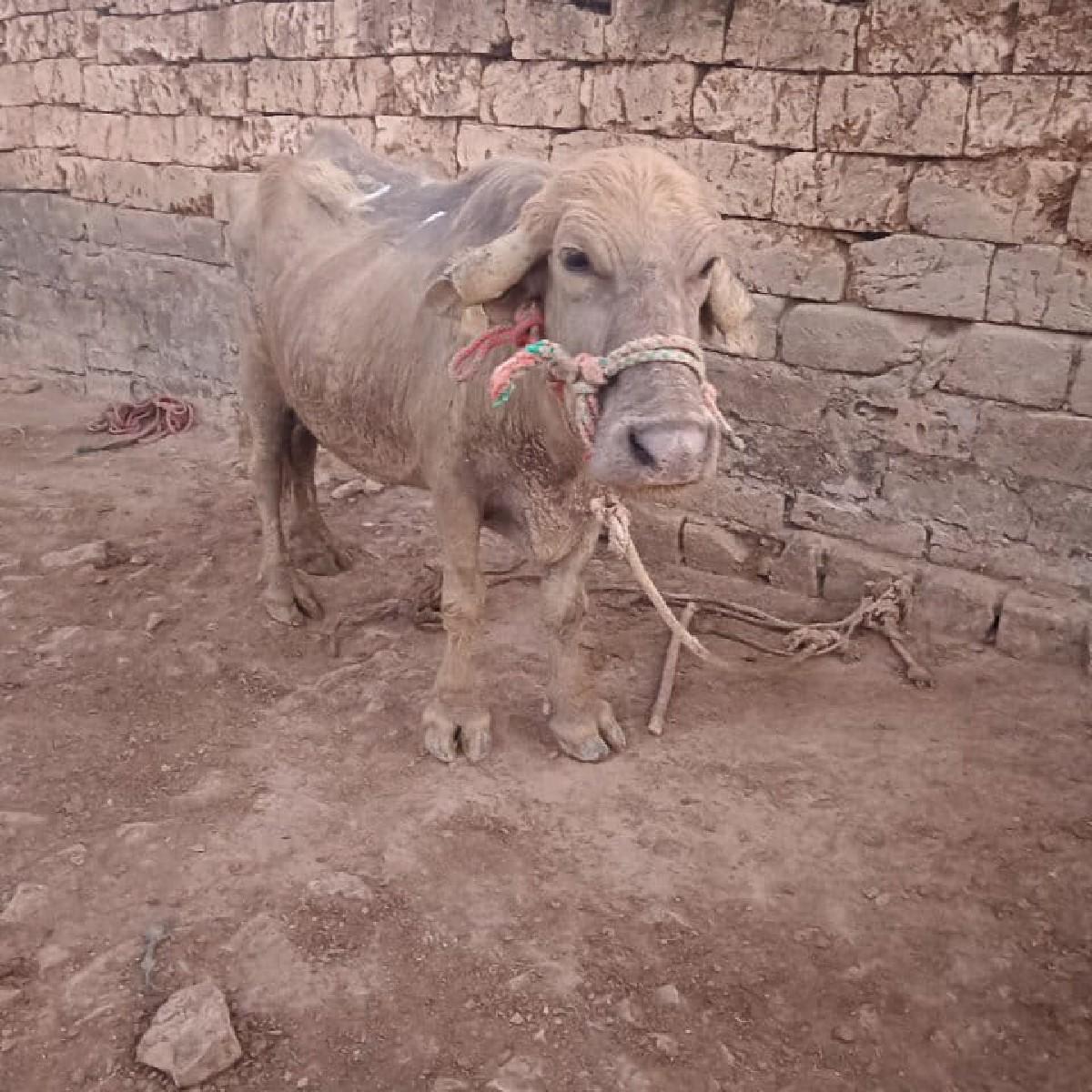 ભેંસ. વીયાણેલ. વેચવાની