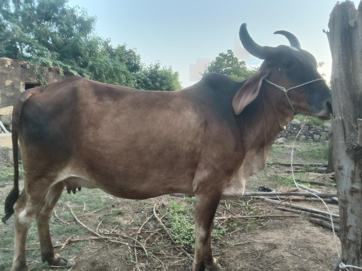 થંબનેલ 2