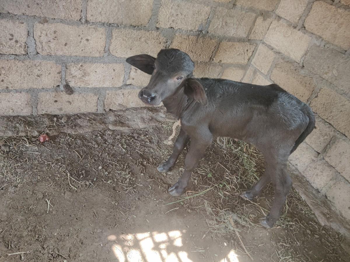 થંબનેલ 3