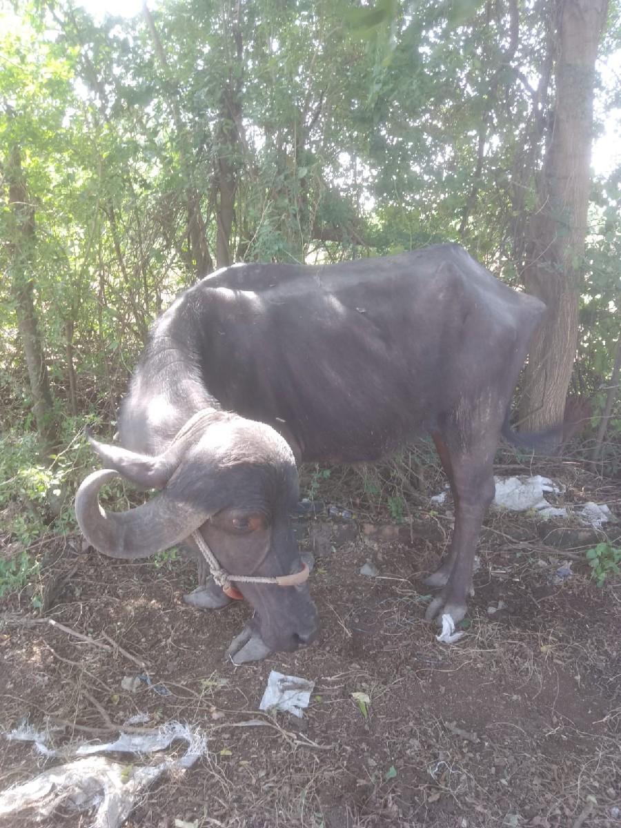 થંબનેલ 2