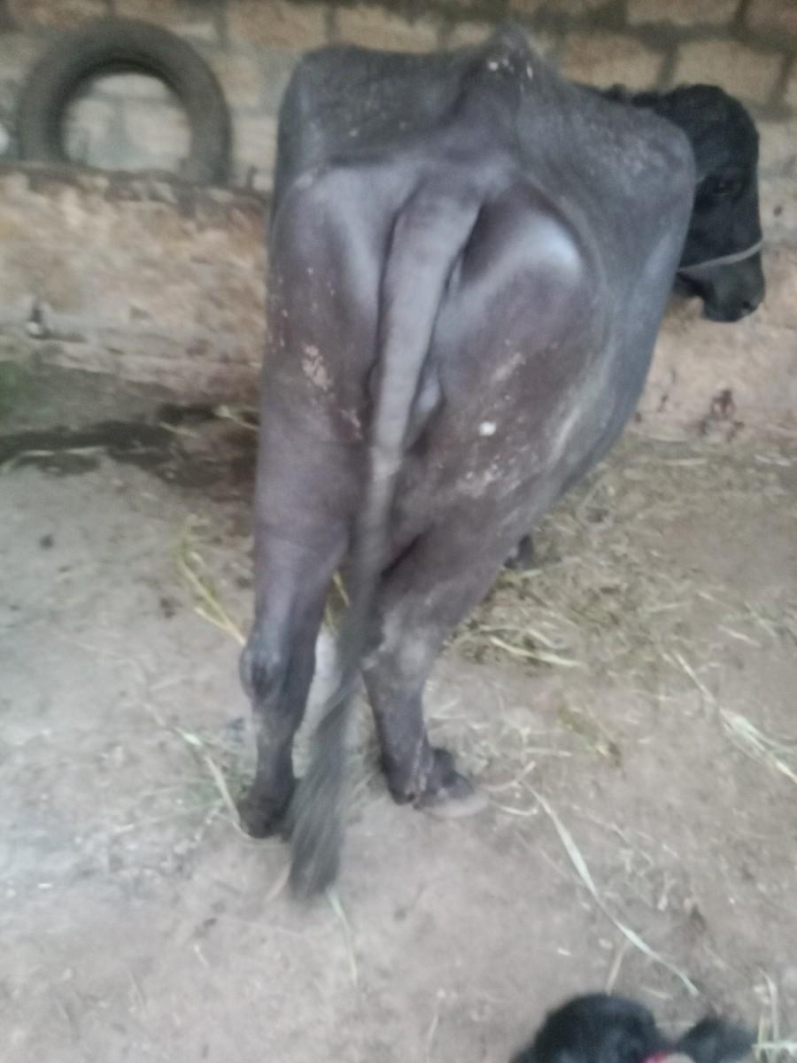 થંબનેલ 2