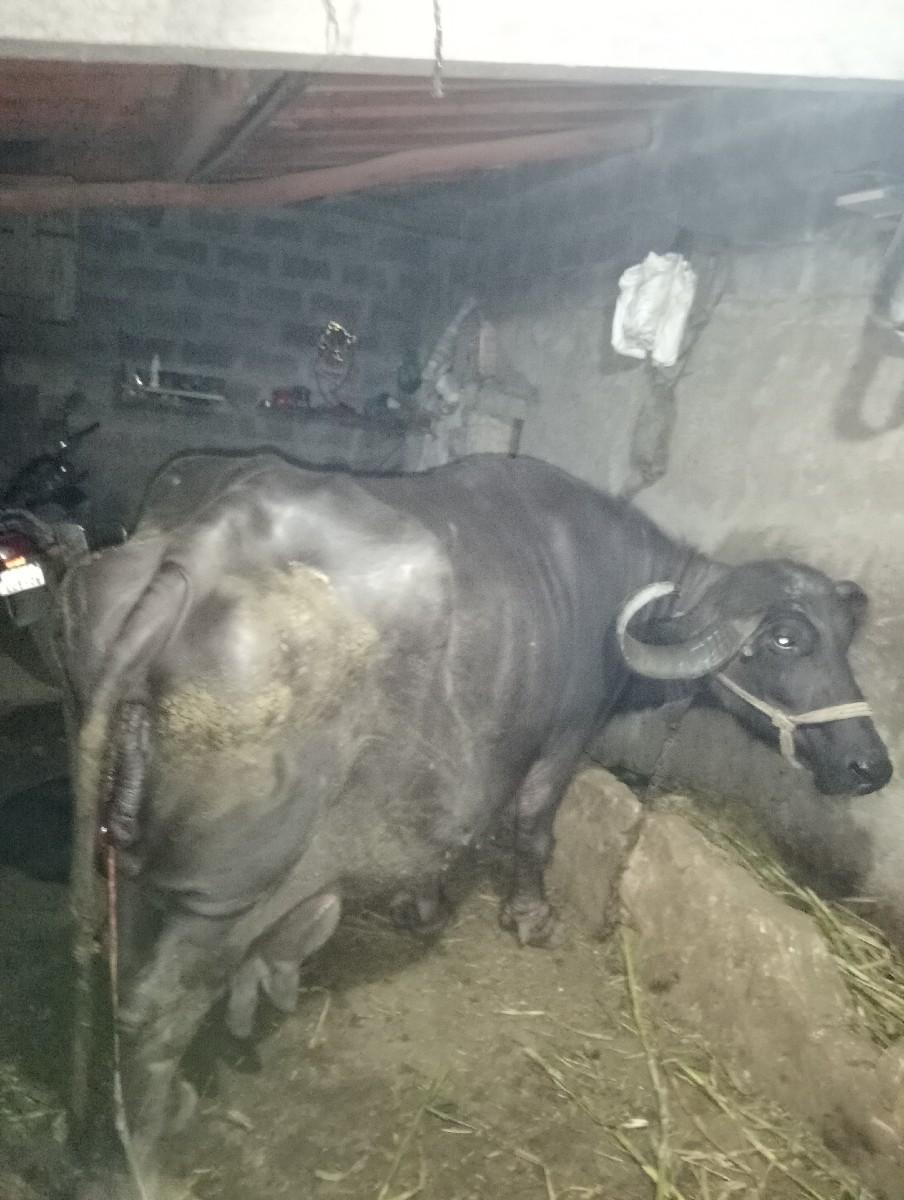 થંબનેલ 3