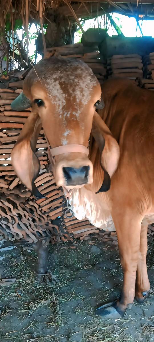 ગીર વોડકી મોરલા ની બેટી સે