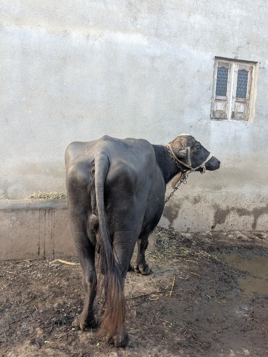 વેચવાની છે.