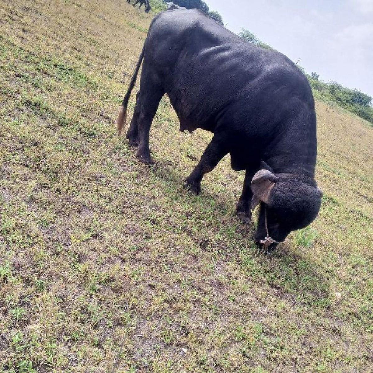 દાવપાડો વેચવાનો છે છ દાતે છે