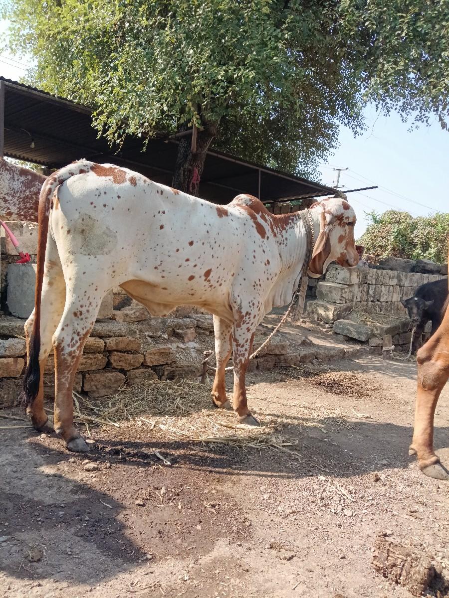 થંબનેલ 2