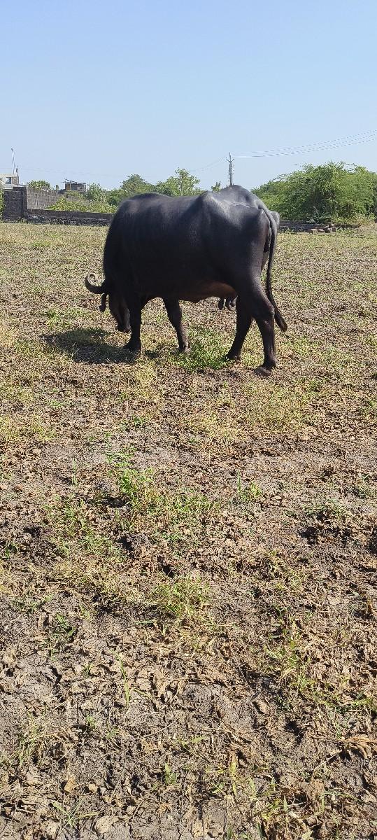 ભેંસ વેચવાની છે