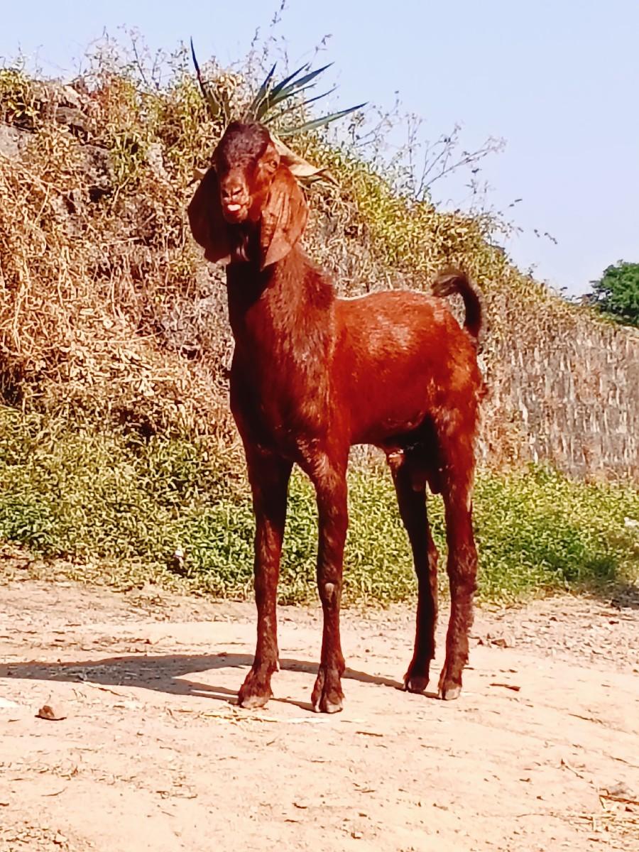 થંબનેલ 3