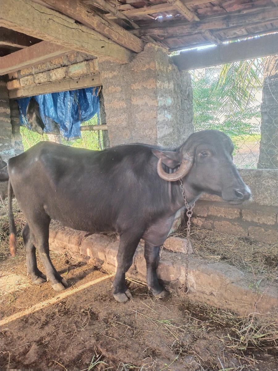 થંબનેલ 3