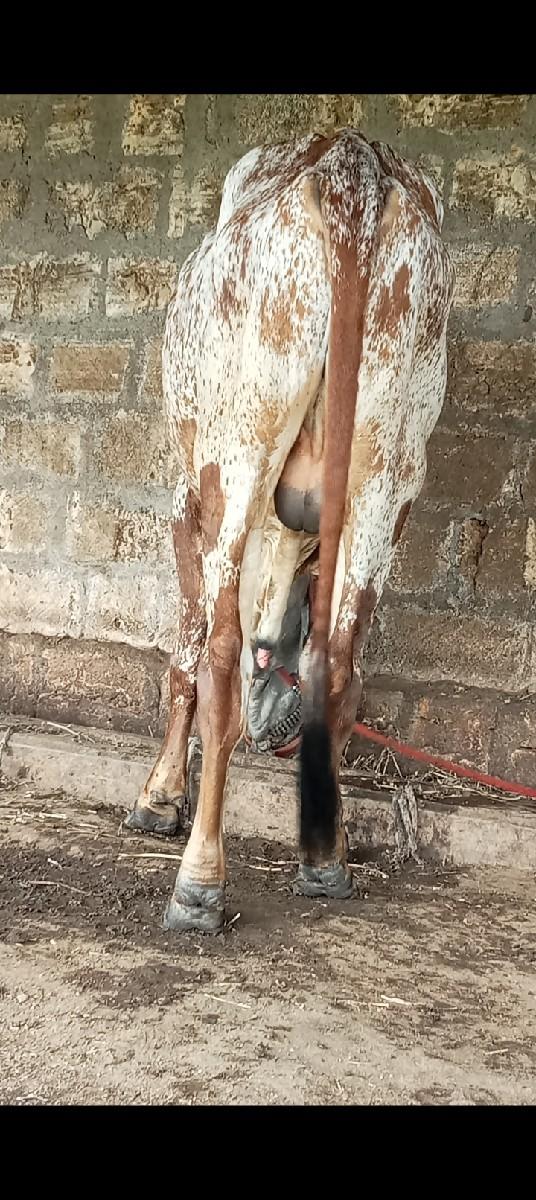 થંબનેલ 2